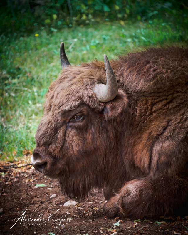 European bison