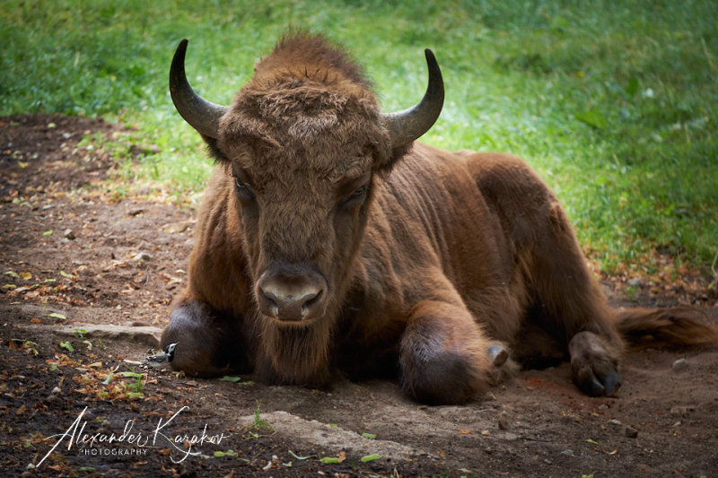 Buffalo