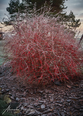 201231-3844.jpg