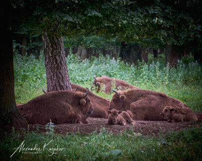 European bison