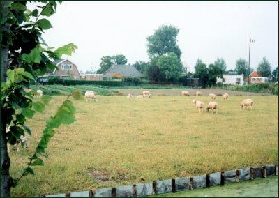 DG 2305.jpg