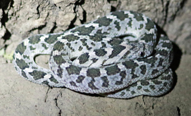 Common Egg-eater (Dassypeltis scabra)