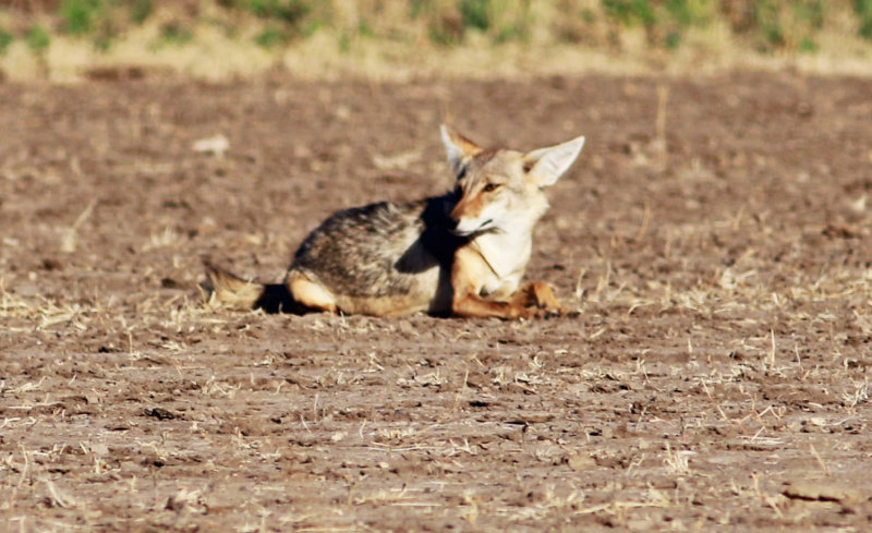 African Golden Wolf/Golden Jackal (Canis anthus/Canis aureus) Please see report.