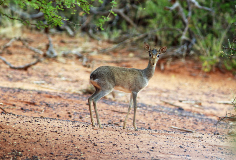 Gunthers Dik-dik (Madoqua guentheri)