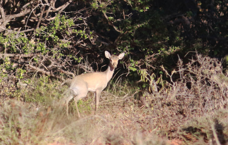 Gunthers Dik-dik (Madoqua guentheri)