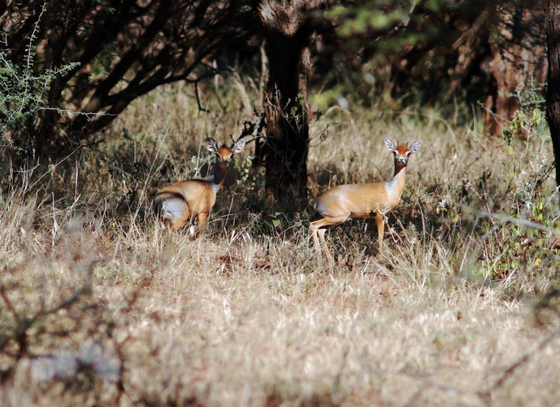 Salts/Phillips Dik-dik (Madoqua saltiana/phillipsi). Please see report.