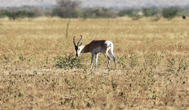 Sommerings Gazelle (Gazella sommeringi).