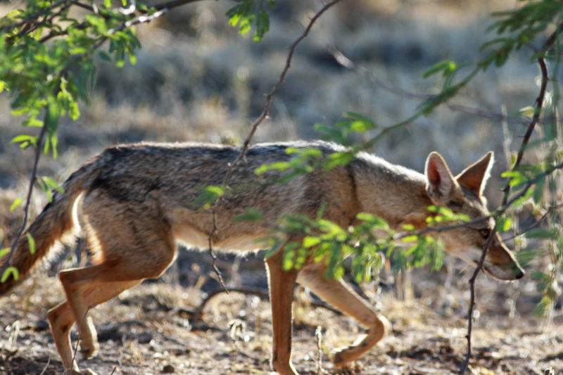 African Golden Wolf/Golden Jackal (Canis anthus/Canis aureus) Please see report.