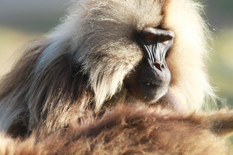 Gelada (Theropithecus gelada), ad. male.