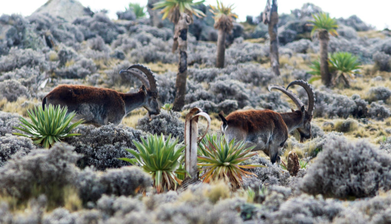 Walia (Ibex walia).