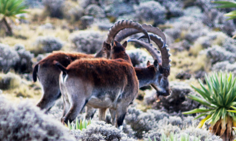 Walia (Ibex walia).