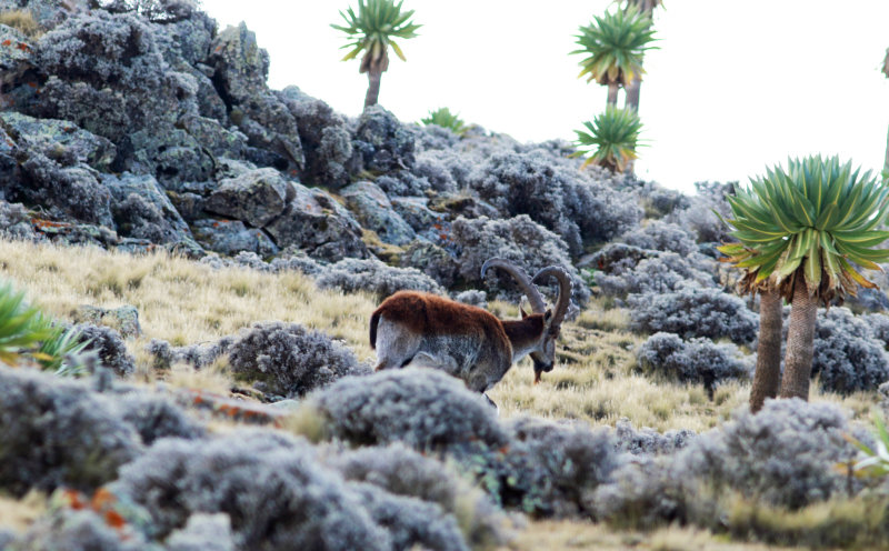 Walia (Ibex walia).