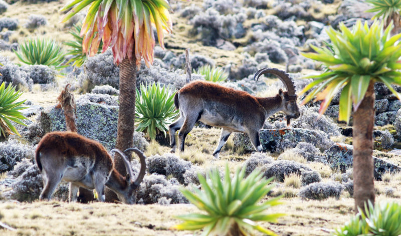 Walia (Ibex walia).