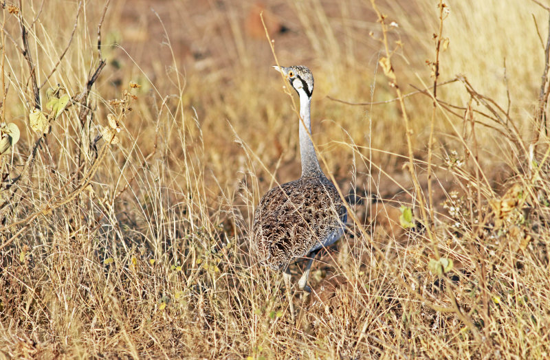 Hartlaubs Bustard (Lissotis hartlaubii).