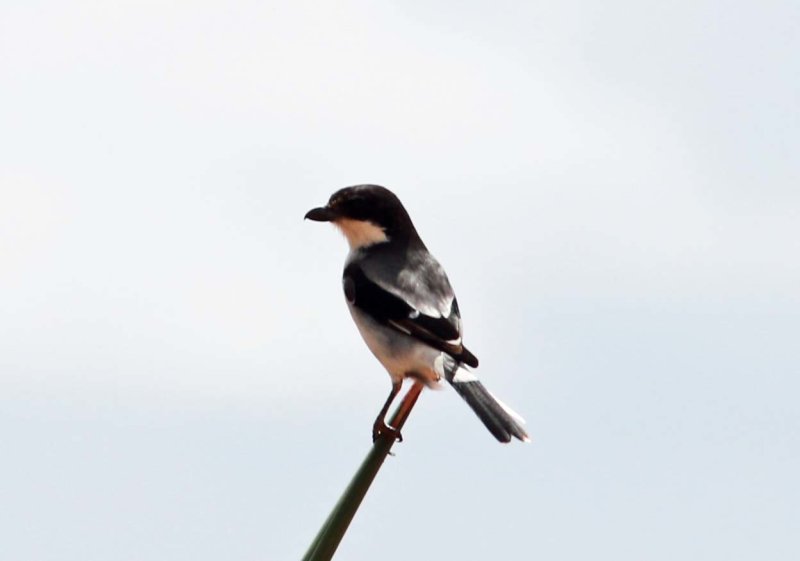 Somali Fiscal (Lanius somalicus).