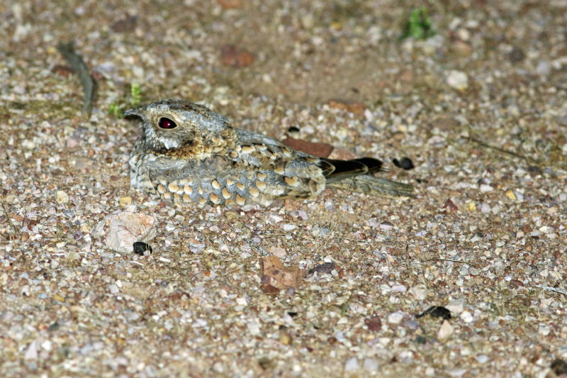 Nubian Nightjar (Caprimulgus nubicus).