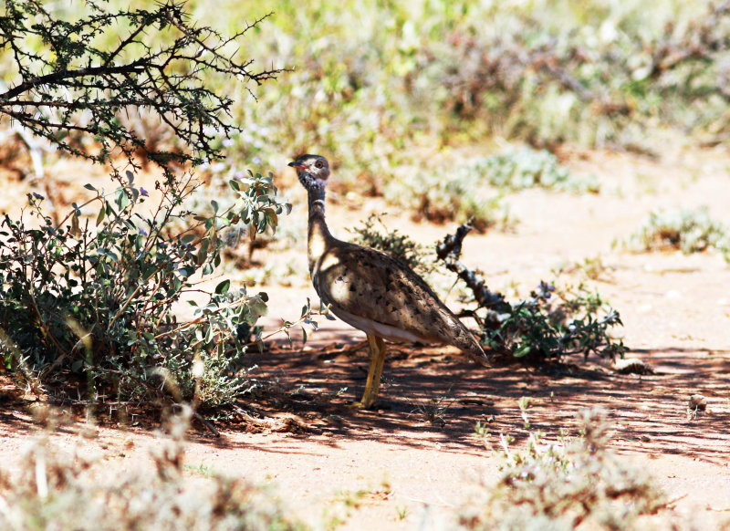 Little Brown Bustard (Eupodotis humilis) .