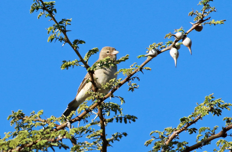 Yellow-spotted Petronia (Gymnoris pyrgita)