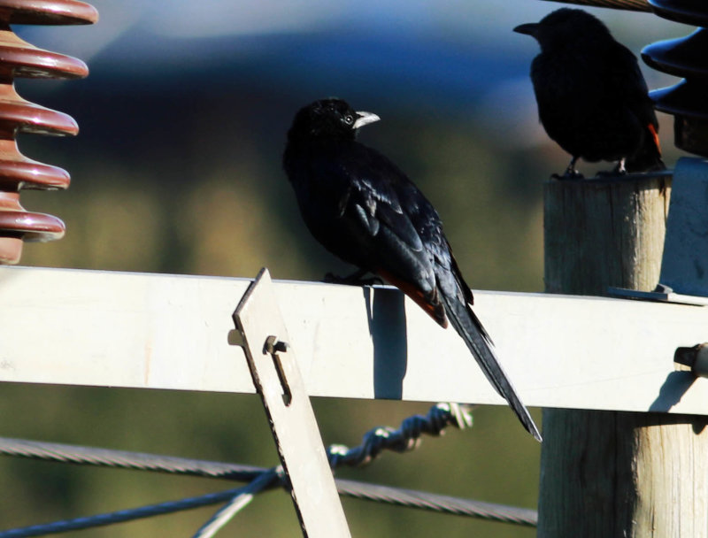 Red-winged Starling ( (Onychognathus morio).