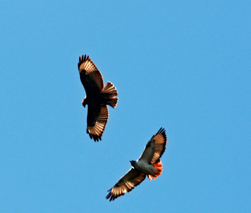 Agur Buzzard (Buteo agur).