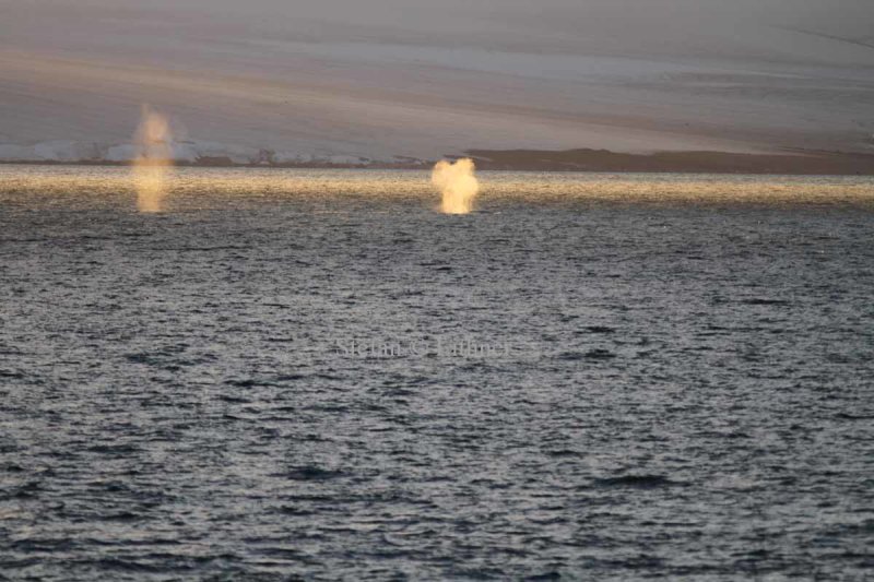 Bowhead whale (Balaena mysticetus); center. split and solid blow. Left unidentified whale.