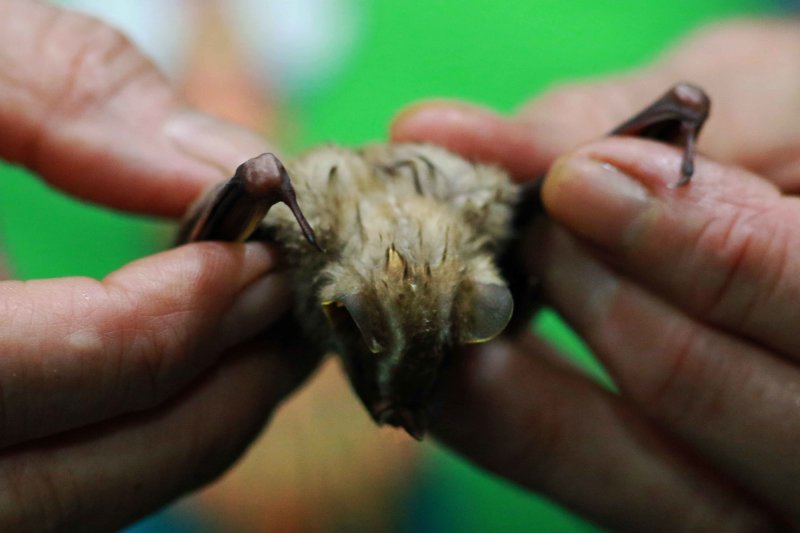 Platurhinus brevicephalus (Shor-theaded Broadnosed Bat)  (2569)
