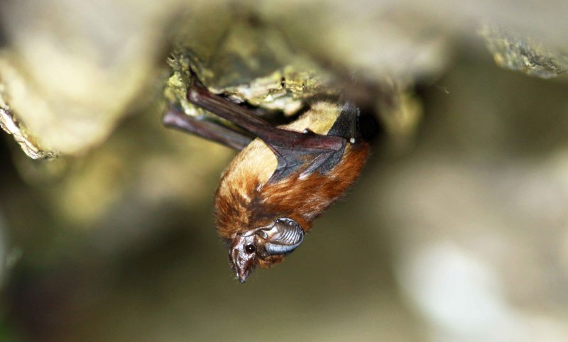 Peropteryx leucoptera (Whitewinged_Doglike Bat) (2828) - White belly on this species unusual (pers comm. Fiona Reid)