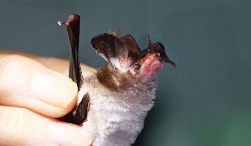 Micronycteris minuta (White-bellied Big-eared Bat) (2621)