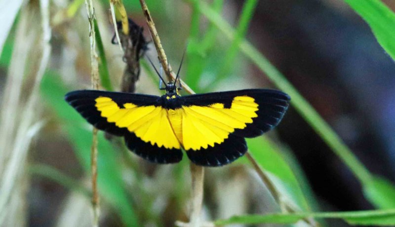 Xanthiris flaveolata (Saffron Playboy)