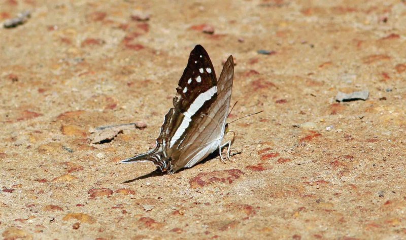 Marpesia crethon (Crethon Daggerwing)