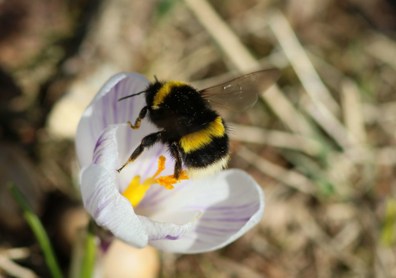 Bombus on Crocus