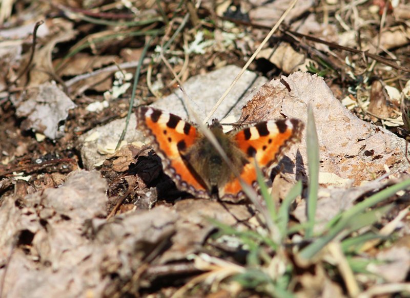 Aglais urticae (Small Tortoiseshell)