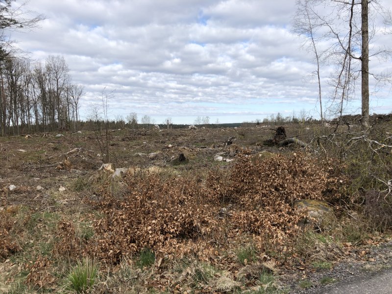 Modern forestry (Sweden)