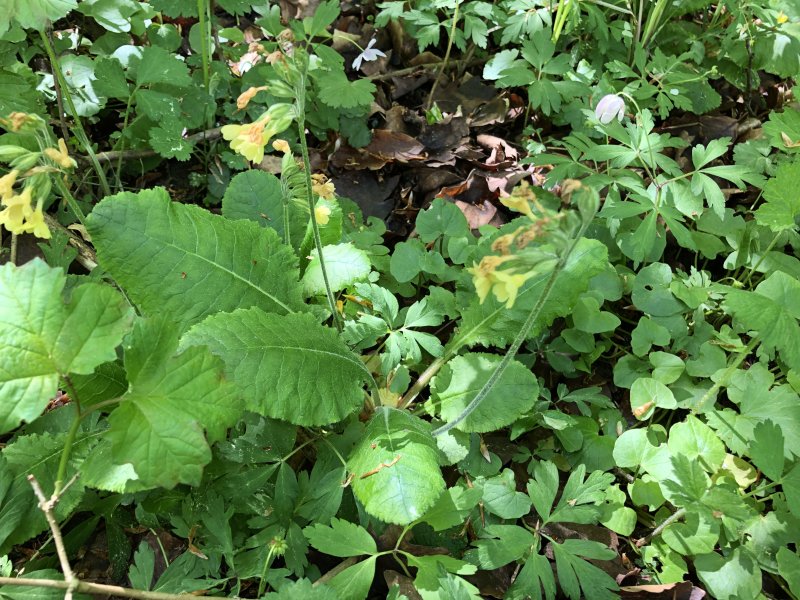Primula elatior (True Oxlip)