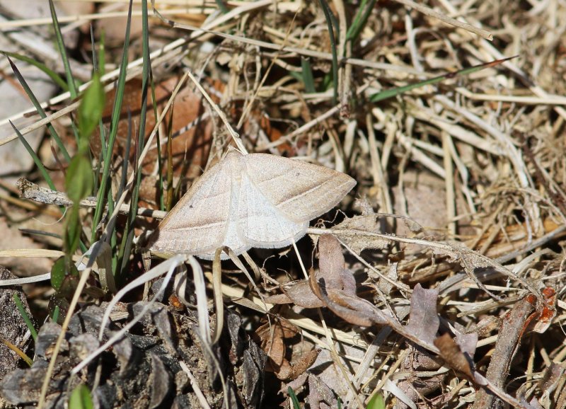 Petrophora chlorosata (Brown Silverline)