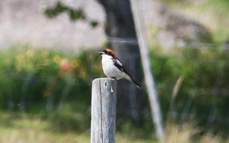 Lanius senator (Woodchat Shrike)