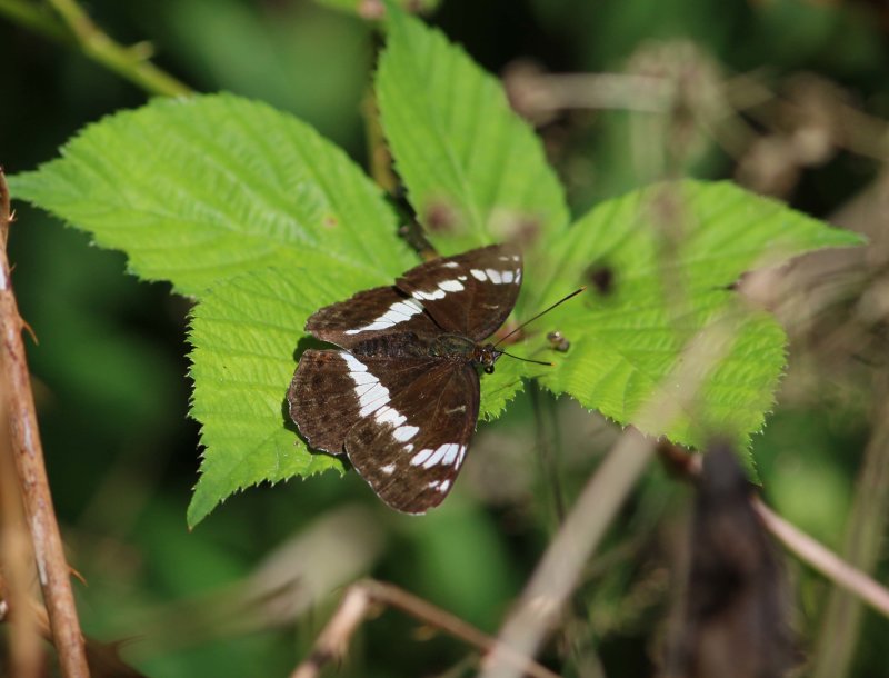 Limenitis camilla (White Admiral)