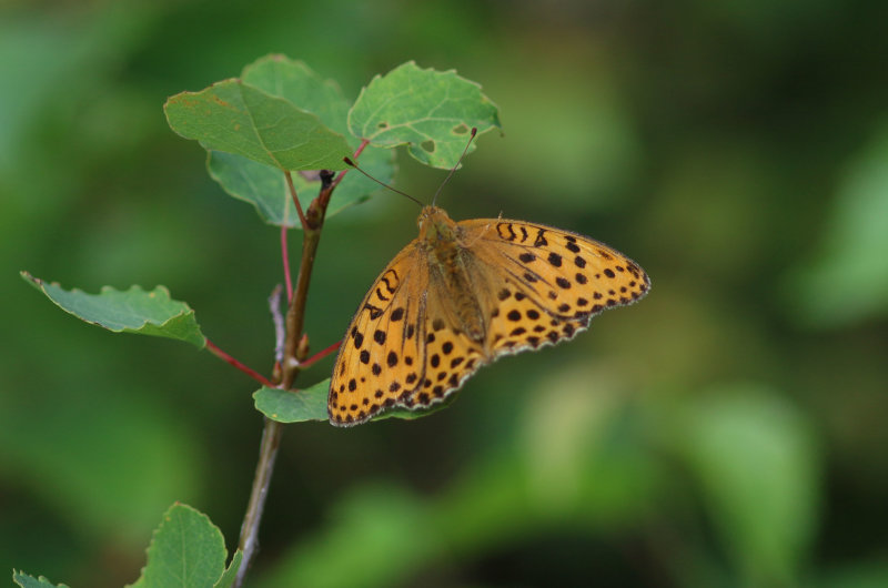 Argynnis laodice (Pallass Fritillary)
