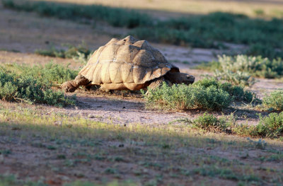 Leopard Tortoise (Stigmochelys pardalis); extraordinary size. Please see report.