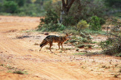 African Golden Wolf/Golden Jackal (Canis anthus/Canis aureus) Please see report.