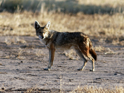 African Golden Wolf/Golden Jackal (Canis anthus/Canis aureus) Please see report.