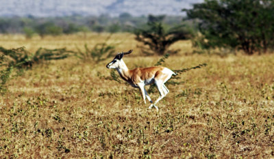 Sommerings Gazelle (Gazella sommeringi).
