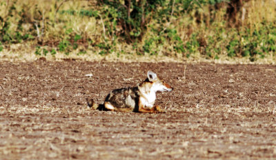 African Golden Wolf/Golden Jackal (Canis anthus/Canis aureus) Please see report.