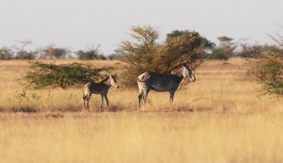 Grevys Zebra (Equus grevyi).