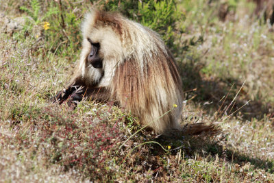 Gelada (Theropithecus gelada).