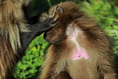 Gelada (Theropithecus gelada). Wounds like this are often lethal.