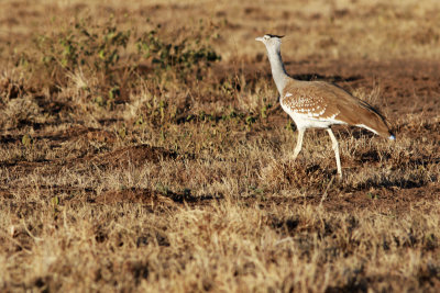 Arabian bustard (Ardeotis arabs).