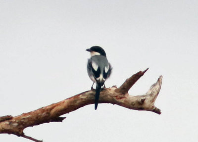 Somali Fiscal (Lanius somalicus).