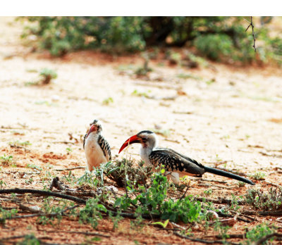 Northern Red-billed Hornbill (Tockus erythrorhynchus).