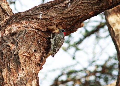 Nubian Woodpecker ((Campethera nubica).